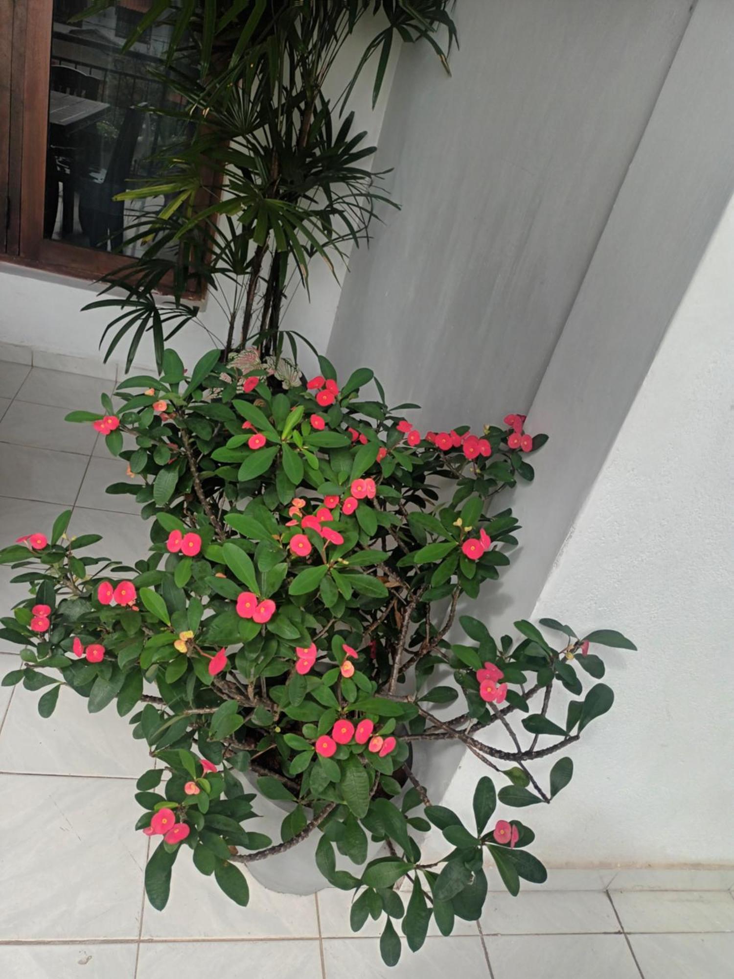 Lovely Flowers In Mount Lavinia Dehiwala-Mount Lavinia Exterior photo
